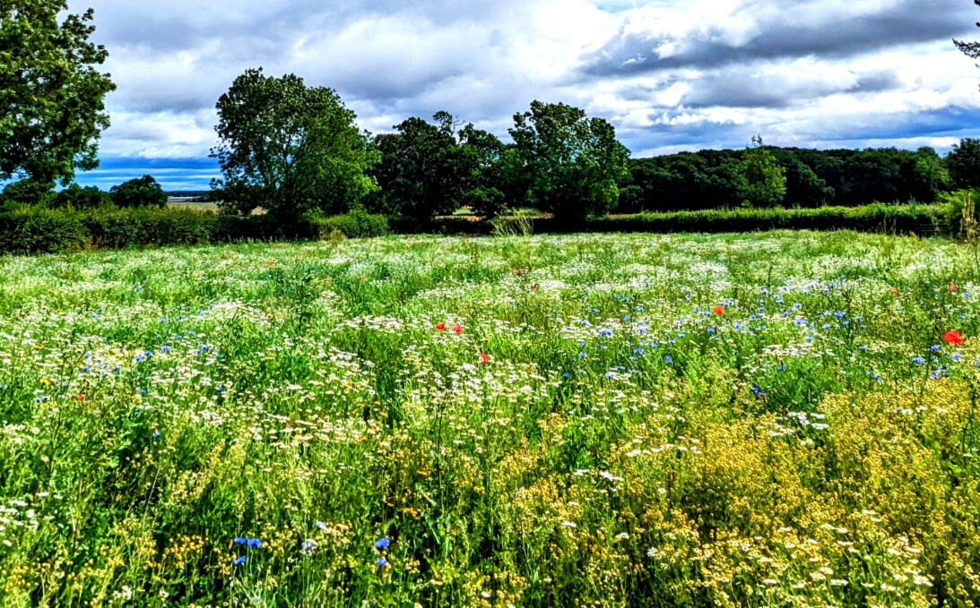 Wildflower meadow creation