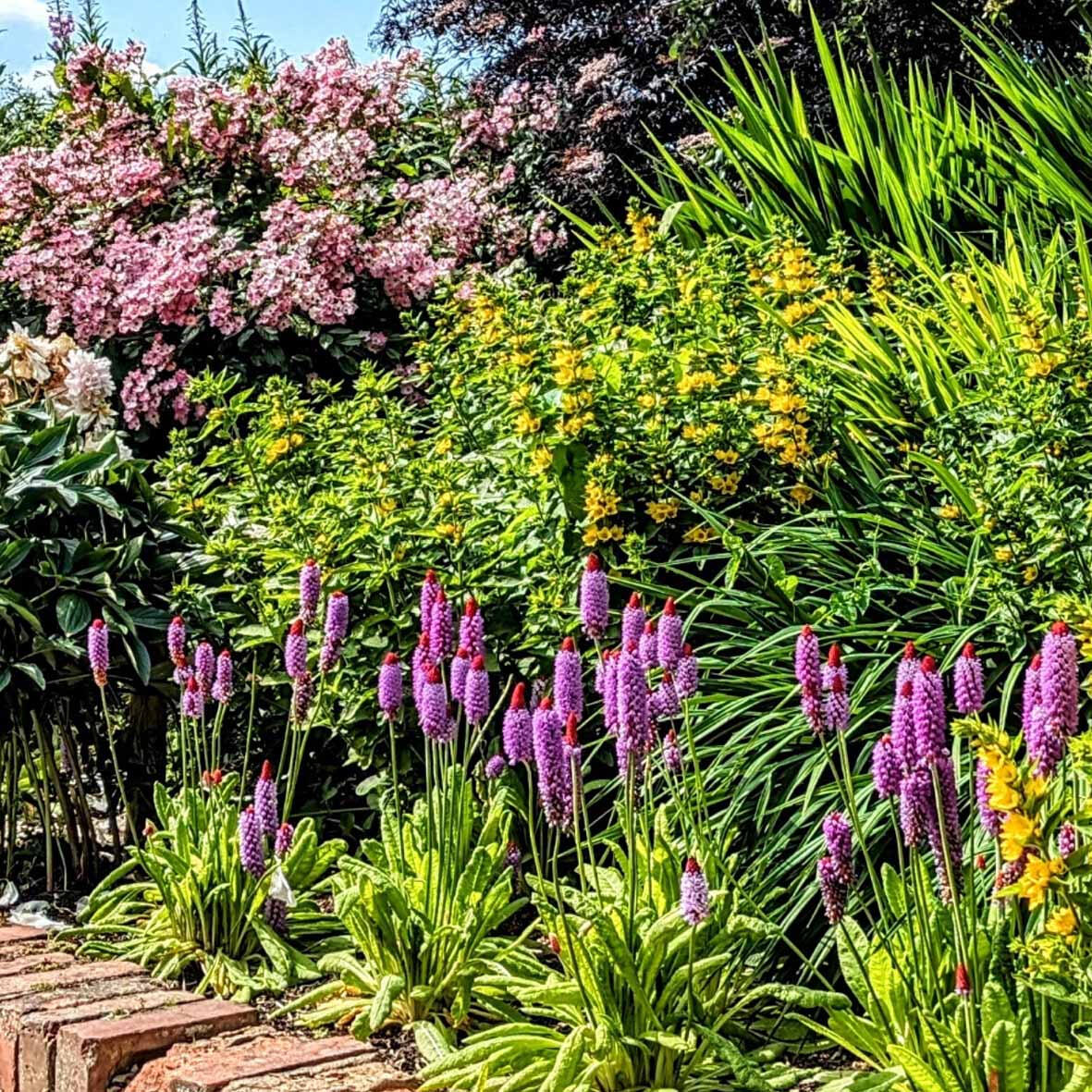 Border planting &amp; maintenance